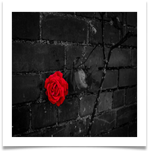 Sin City RoseDave Rees